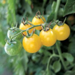 Tomato Fire Fly