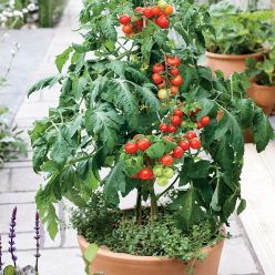 Tomato Patio Choice Red