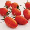 Tomato Red Torch