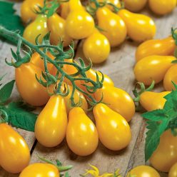 Tomato Yellow Pear (Organic)