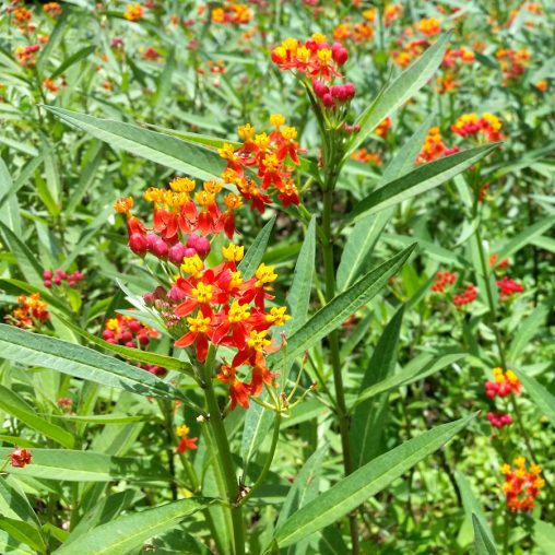 Tropical Butterfly Weed Seeds - Image 3