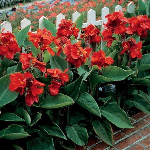 Tropical Red Canna Seeds - Image 3