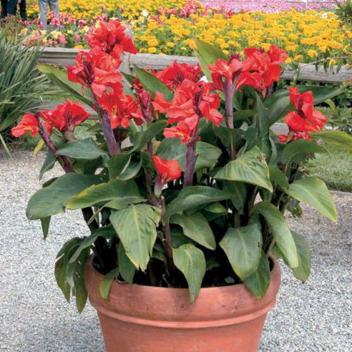 Tropical Red Canna Seeds - Image 4