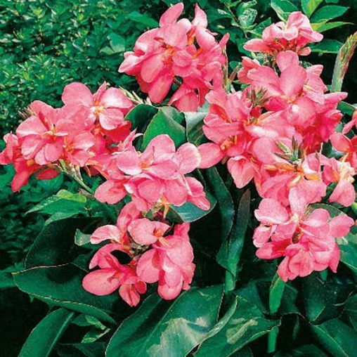 Tropical Rose Canna Seeds - Image 3