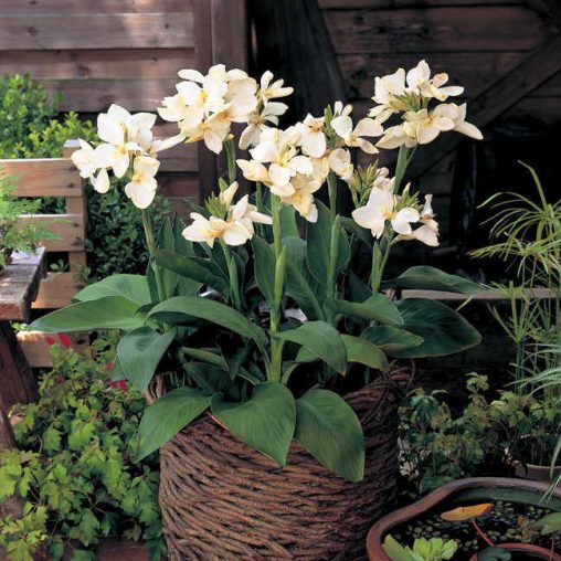 Tropical White Canna Seeds - Image 3