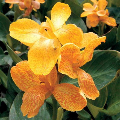 Tropical Yellow Canna Seeds - Image 2