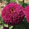 Tudor Zinnia Seeds