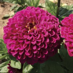 Tudor Zinnia Seeds