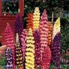 Tutti Frutti Lupine Flower Seeds