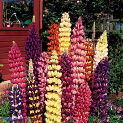 Tutti Frutti Lupine Flower Seeds