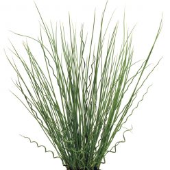 Twisted Arrows Fuseable Juncus Seeds