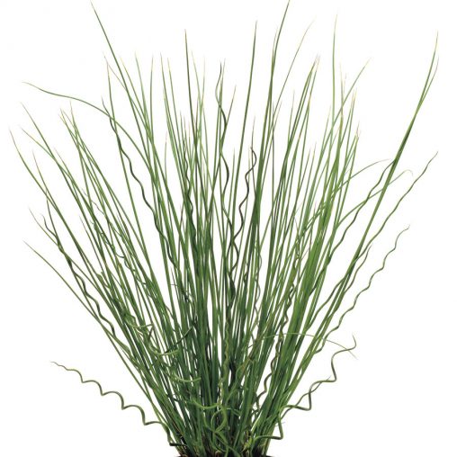 Twisted Arrows Fuseable Juncus Seeds