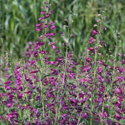 Twizzle Purple Penstemon Seeds