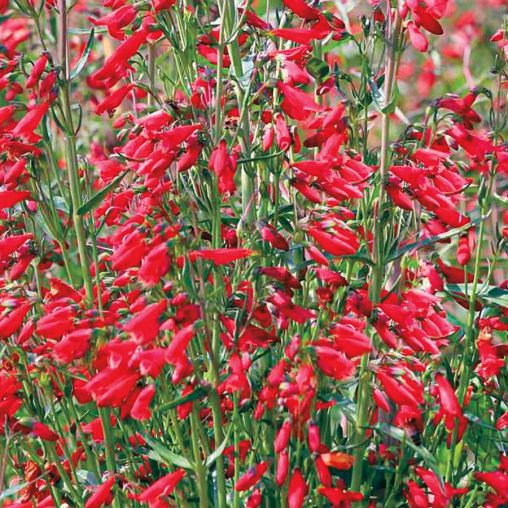 Twizzle Scarlet Penstemon Seeds - Image 2