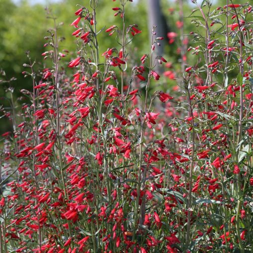 Twizzle Scarlet Penstemon Seeds - Image 3