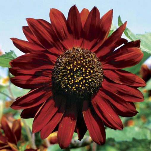 Velvet Queen Sunflower Seeds - Image 2