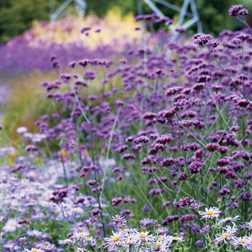 Verbena bonariensis Seeds - Image 2