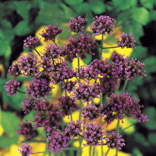 Verbena bonariensis Seeds - Image 3