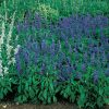 Victoria Salvia Seeds
