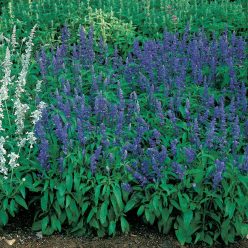 Victoria Salvia Seeds