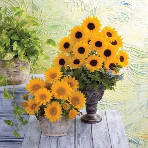 Vincent's Choice Sunflower Seeds - Image 3