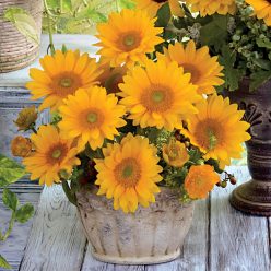 Vincent's Fresh Sunflower Seeds