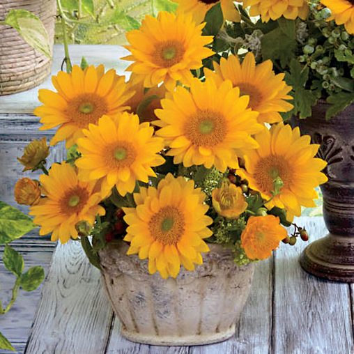Vincent's Fresh Sunflower Seeds - Image 2