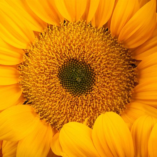 Vincent's Fresh Sunflower Seeds - Image 3