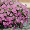 Wave Pink Hybrid Petunia Seeds
