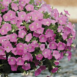 Wave Pink Hybrid Petunia Seeds