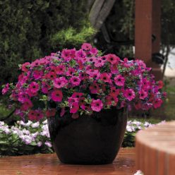 Wave Purple Improved Hybrid Petunia Seeds