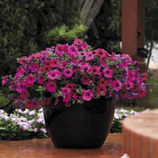 Wave Purple Improved Hybrid Petunia Seeds - Image 2