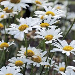 White Breeze Shasta Daisy Seeds
