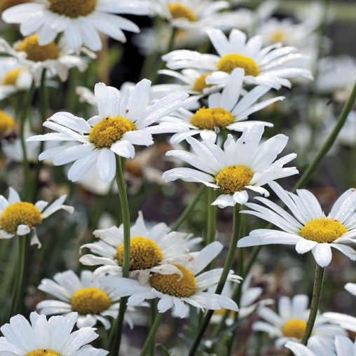 White Breeze Shasta Daisy Seeds
