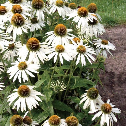 White Swan Coneflower Seeds - Image 3