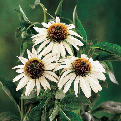 White Swan Coneflower Seeds - Image 4