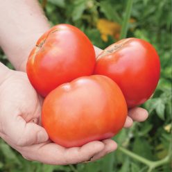 Whopper CR Improved Hybrid Tomato Seeds