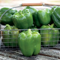 Whopper II Hybrid Bell Pepper Seeds