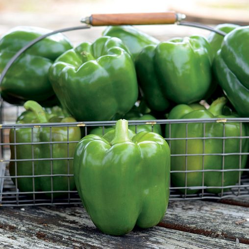 Whopper II Hybrid Bell Pepper Seeds - Image 2
