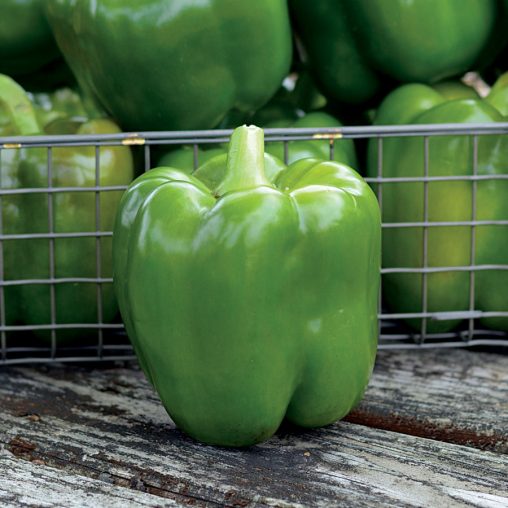 Whopper II Hybrid Bell Pepper Seeds - Image 3
