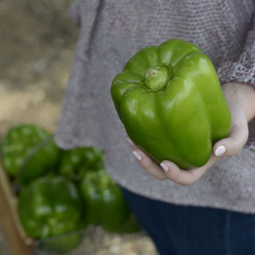 Whopper II Hybrid Bell Pepper Seeds - Image 4