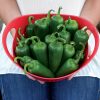 Whopper Jalapeño Pepper Seeds