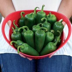 Whopper Jalapeño Pepper Seeds