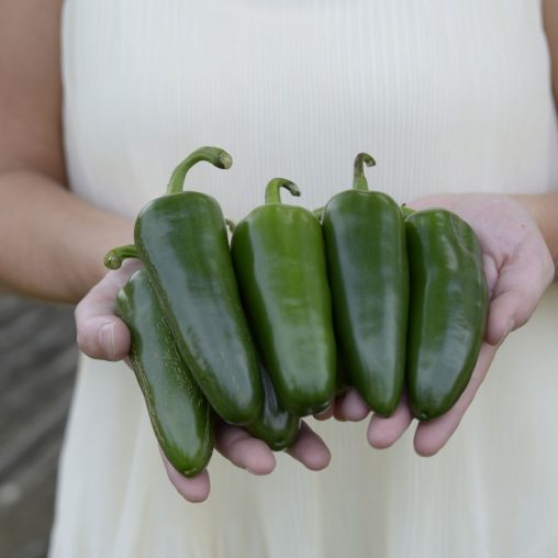 Whopper Jalapeño Pepper Seeds - Image 3