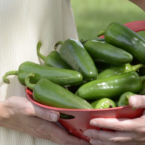 Whopper Jalapeño Pepper Seeds - Image 4