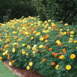 Whopper Mix Marigold Seeds