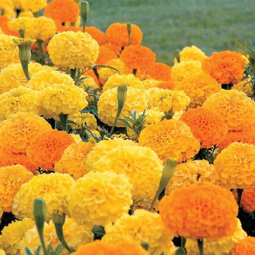 Whopper Mix Marigold Seeds - Image 3