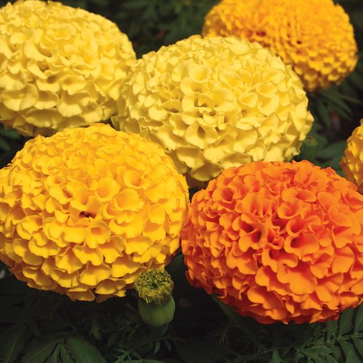 Whopper Mix Marigold Seeds - Image 4
