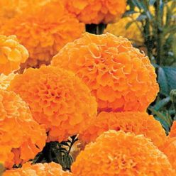Whopper Orange Marigold Seeds