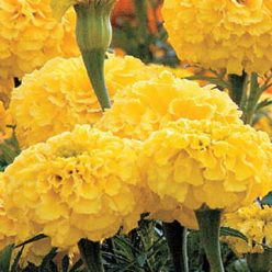 Whopper Yellow Marigold Seeds